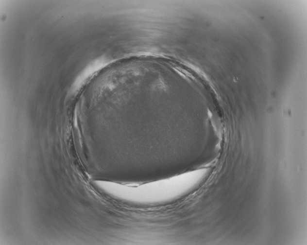 X0000087621359200705120008