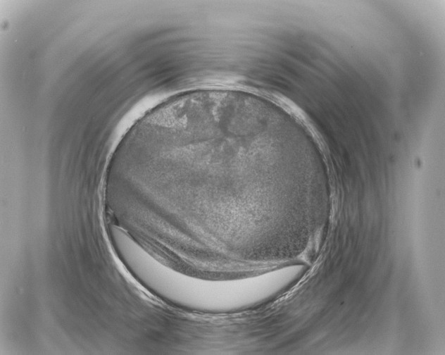 X0000087621432200705120007