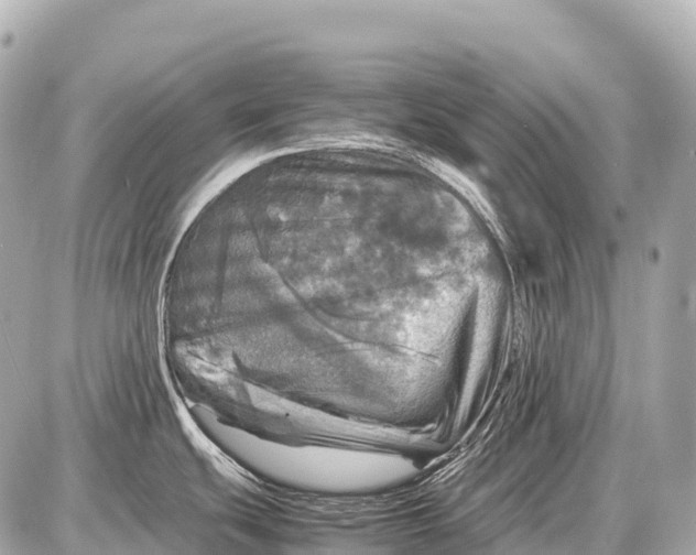 X0000087621439200705120007