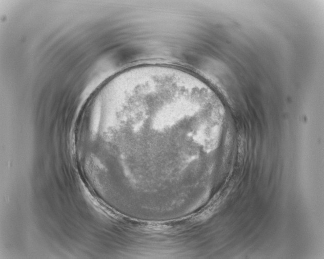 X0000087621466200705120006