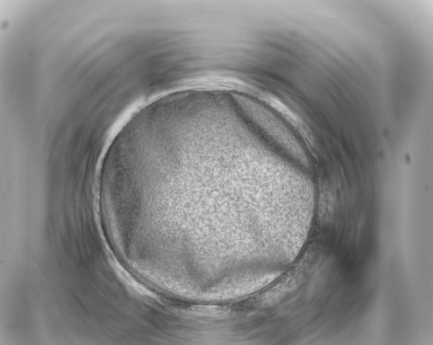 X0000087621478200705120006