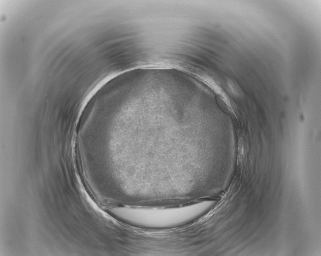 X0000087621484200705120006