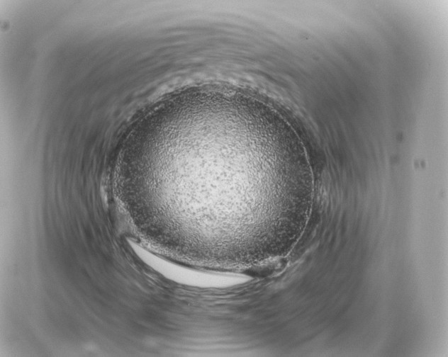 X0000087621490200705120005
