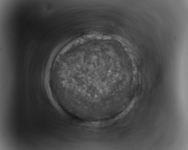 X0000087620049200705181320