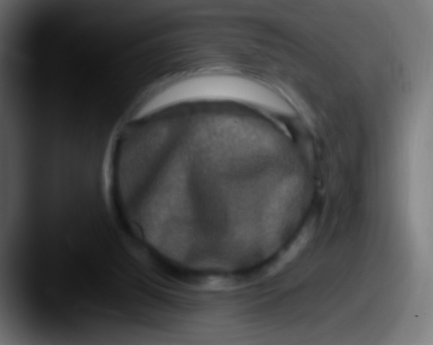 X0000087620060200705181320