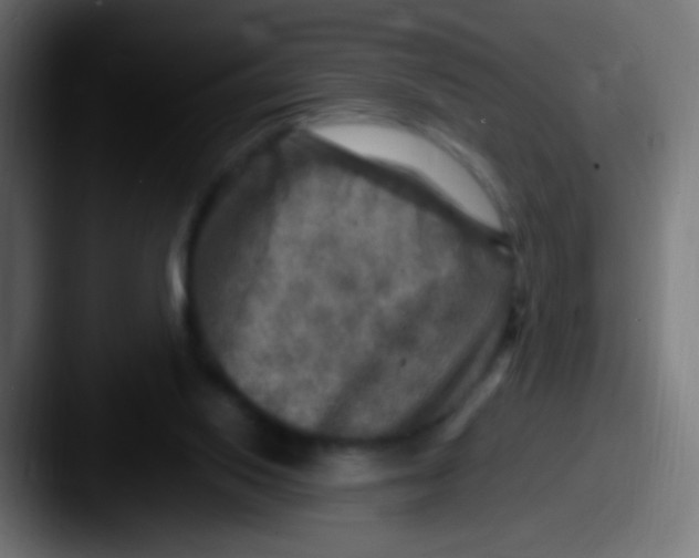 X0000087620062200705181320