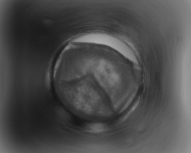 X0000087620063200705181320