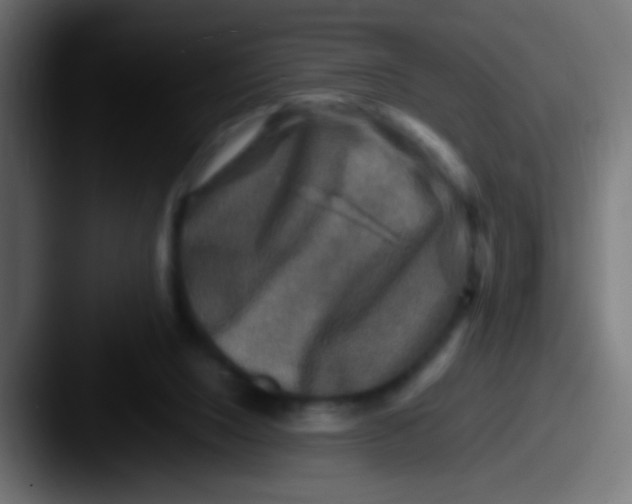 X0000087620064200705181320