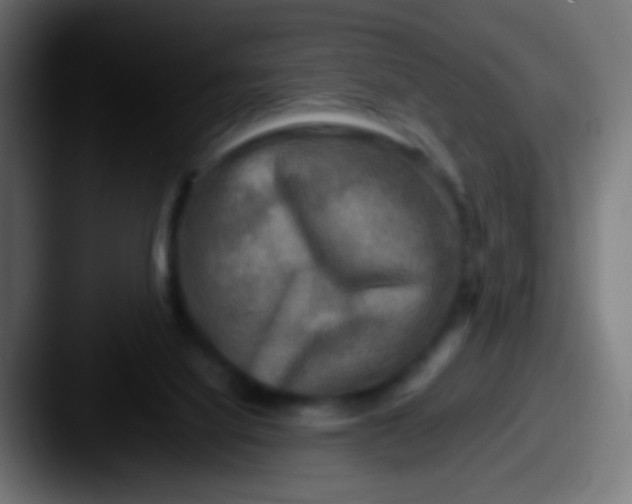 X0000087620068200705181320