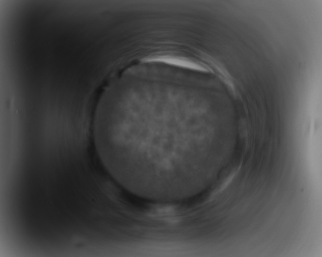 X0000087620073200705181320