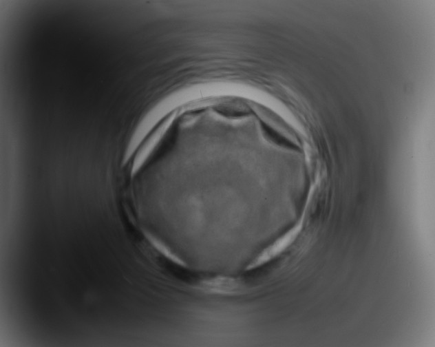 X0000087620125200705181320