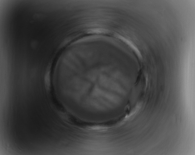 X0000087620204200705181319