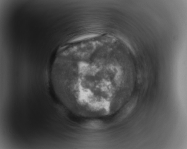 X0000087620210200705181319