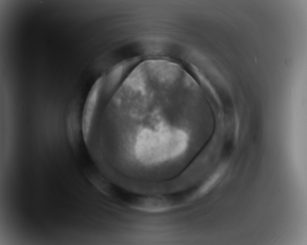 X0000087620215200705181319