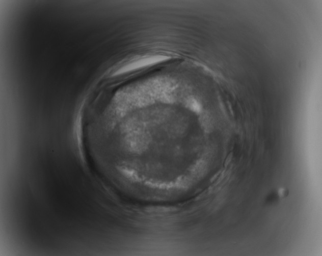 X0000087620242200705181318