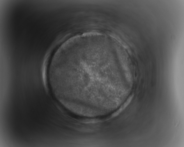 X0000087620245200705181318