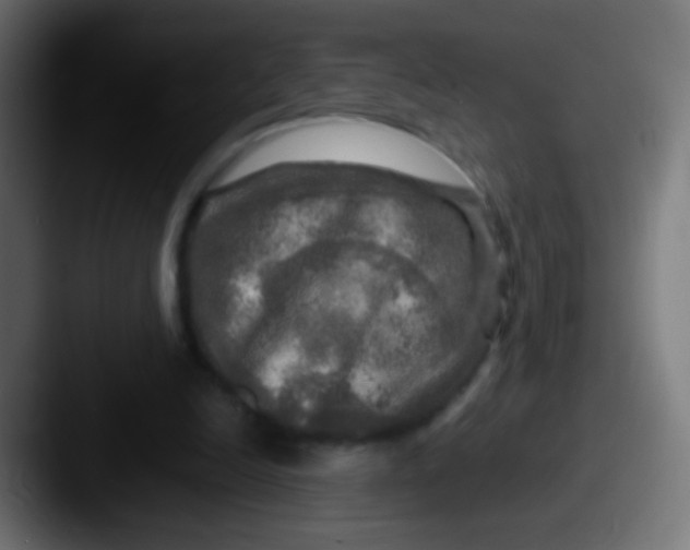 X0000087620246200705181318