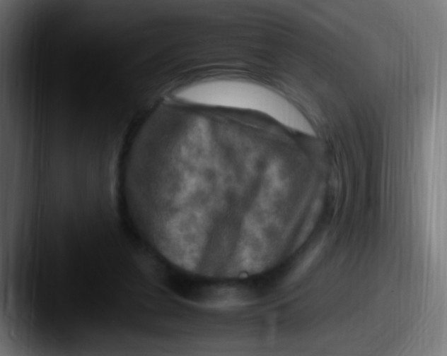 X0000087620255200705181318