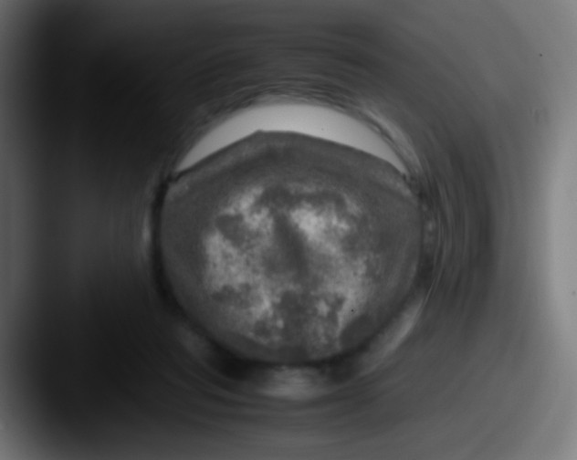 X0000087620261200705181318