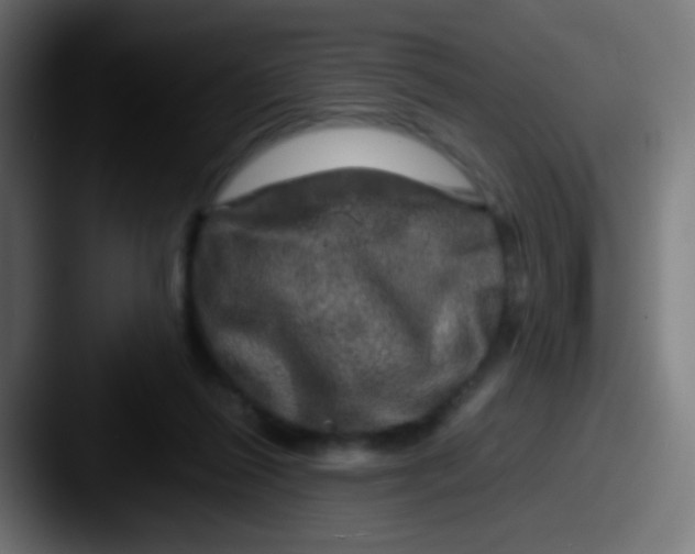 X0000087620262200705181318