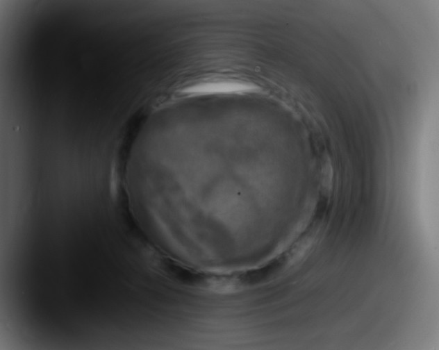 X0000087620272200705181318