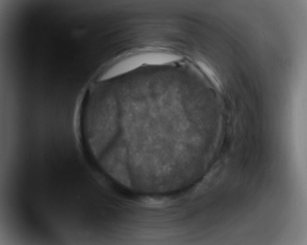 X0000087620346200705181317