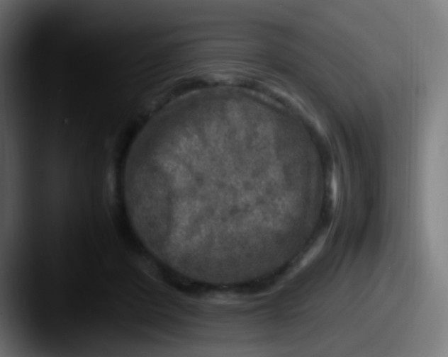 X0000087620408200705181316