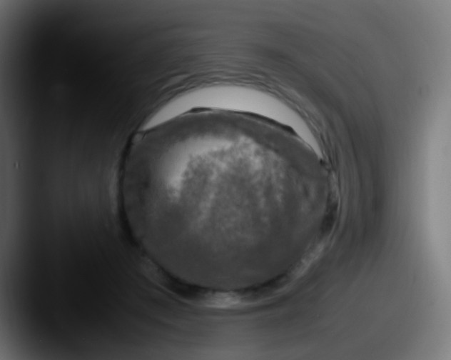 X0000087620409200705181316