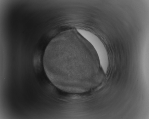 X0000087620424200705181316