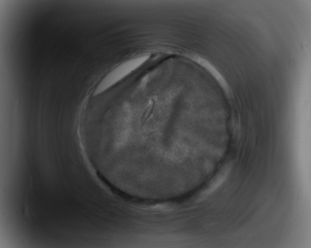 X0000087620433200705181316