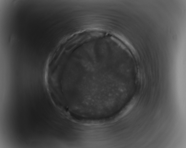 X0000087620434200705181316