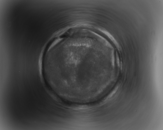 X0000087620438200705181316