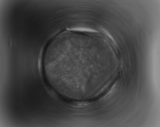 X0000087620443200705181316