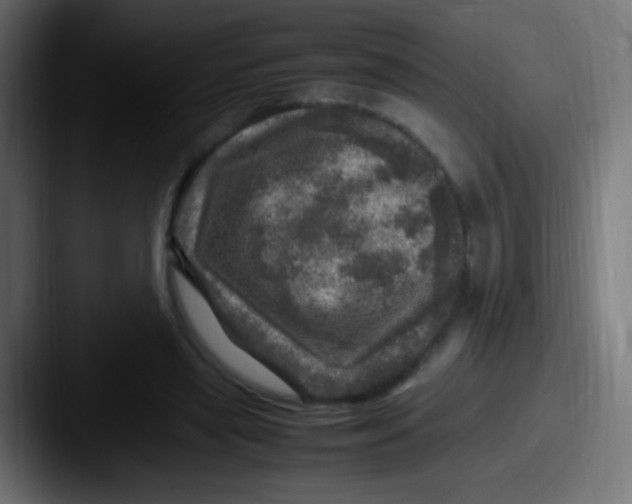 X0000087620445200705181316