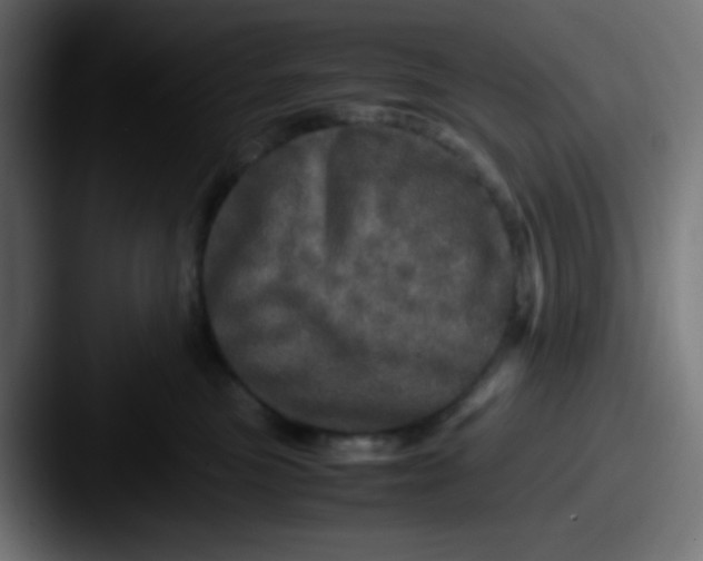 X0000087620473200705181316