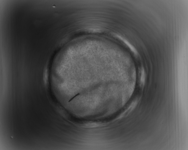 X0000087620494200705181315