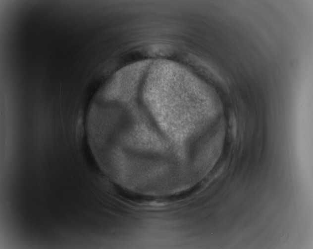 X0000087620506200705181315