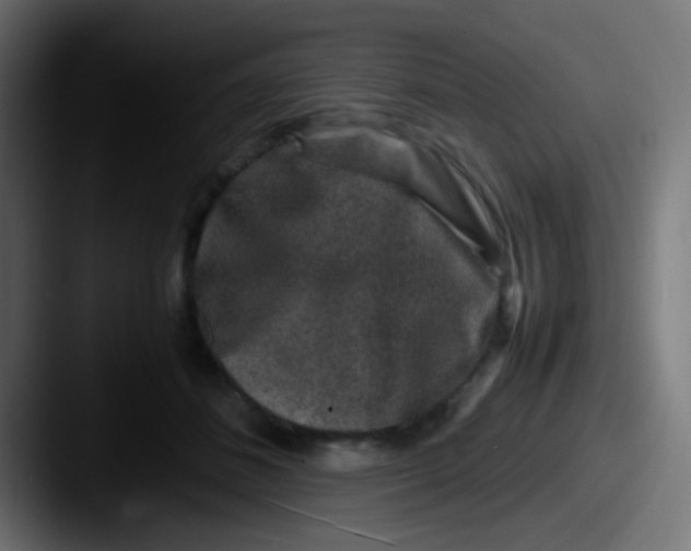 X0000087620508200705181315