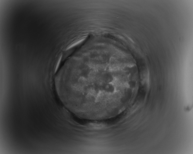X0000087620515200705181315