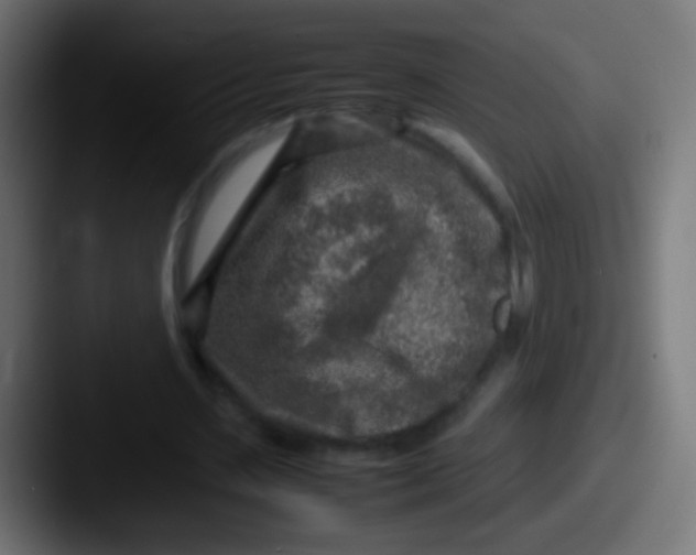 X0000087620531200705181314