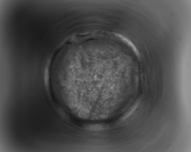 X0000087620533200705181315