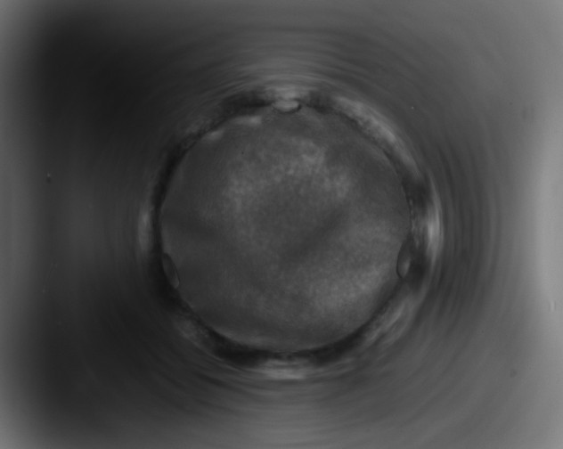 X0000087620556200705181315