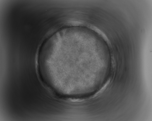 X0000087620582200705181314