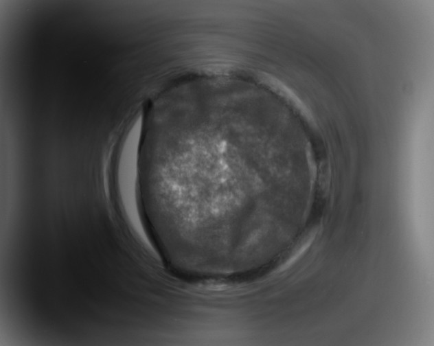 X0000087620589200705181314