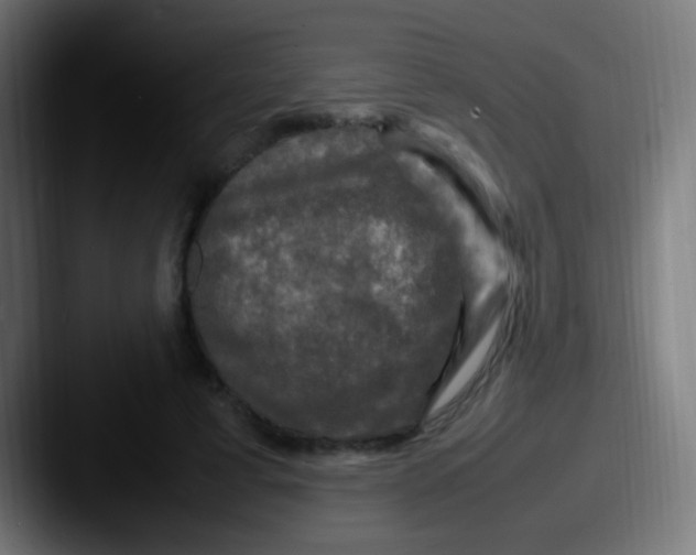X0000087620593200705181314