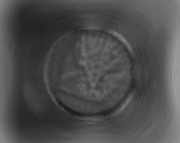 X0000087620625200705181313