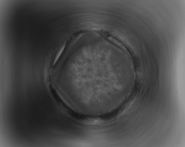X0000087620642200705181314