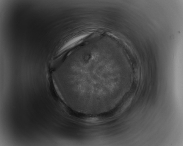 X0000087620653200705181314