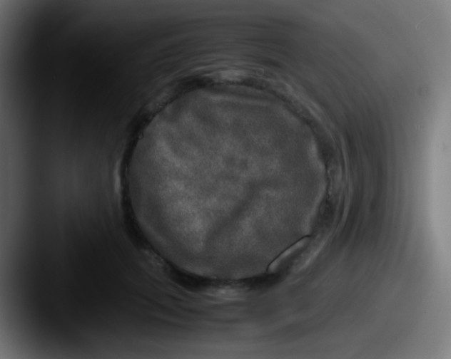 X0000087620655200705181314
