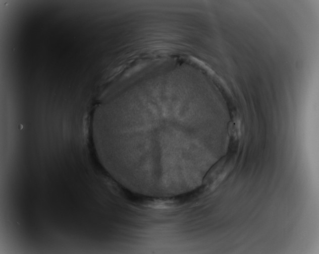 X0000087620664200705181314